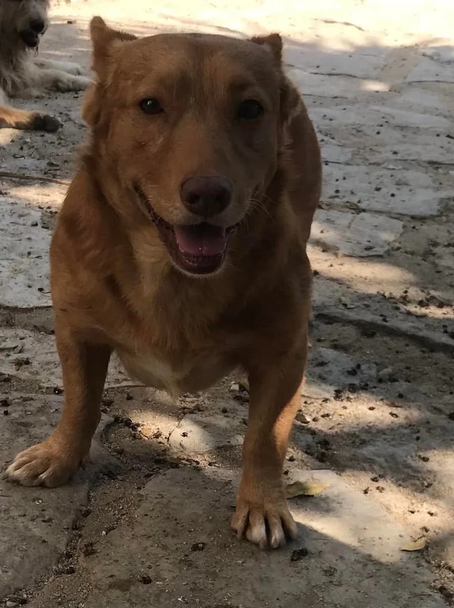 Dinis,  (Abrigo Associação)