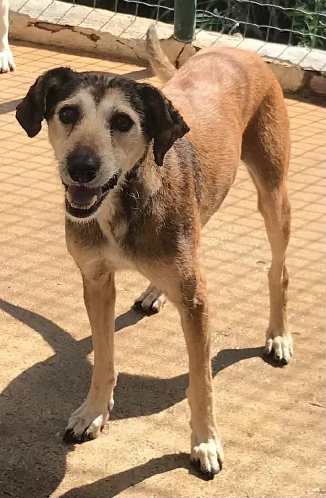 Docky, female senior mixed breed for adoption at Abrigo Associação