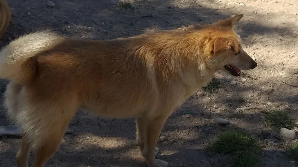 Dora, female senior mixed breed for adoption at Abrigo Associação