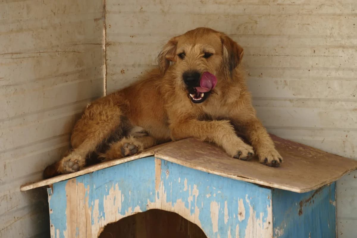 Eddie,  (Abrigo Associação)