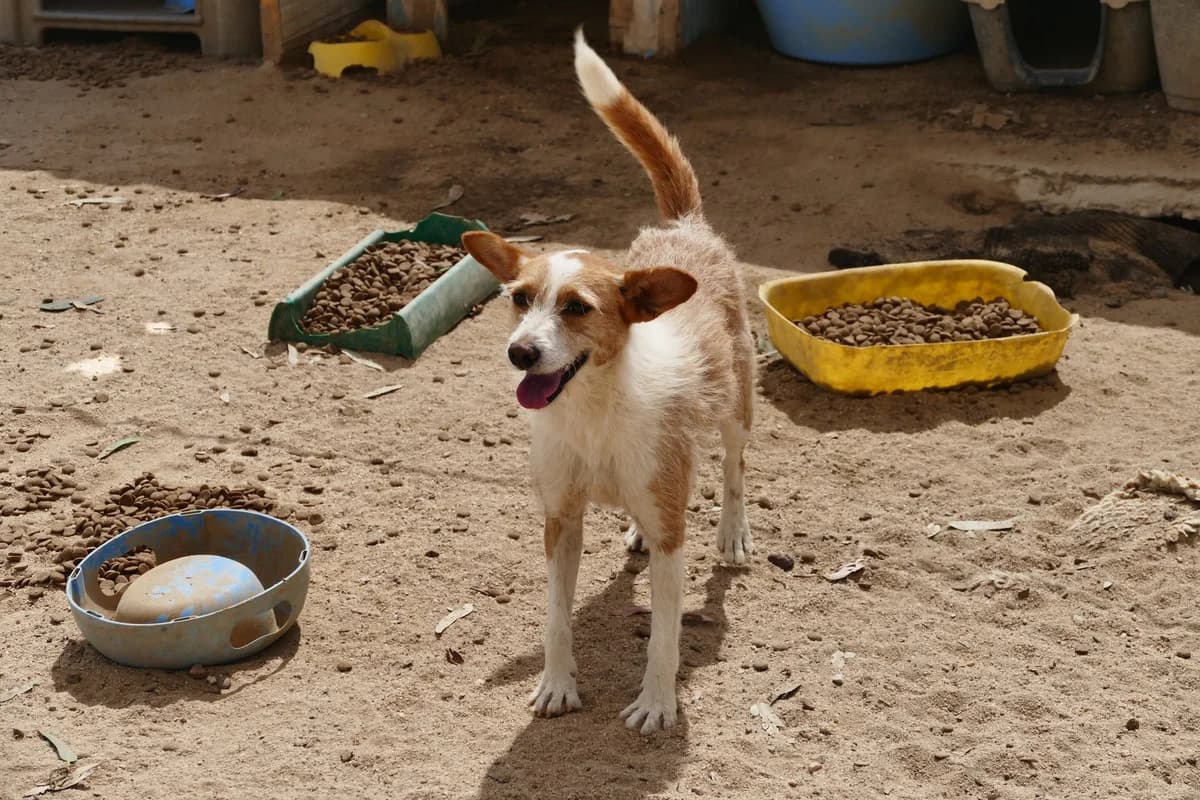 Elsa,  (Abrigo Associação)