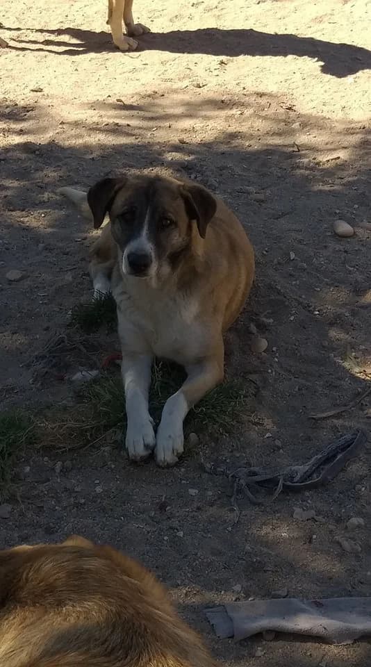 Fifi,  (Abrigo Associação)