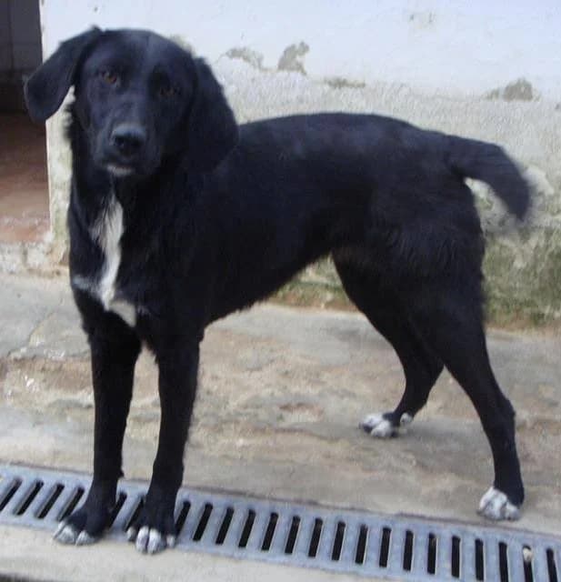 Flá, female senior mixed breed for adoption at Abrigo Associação