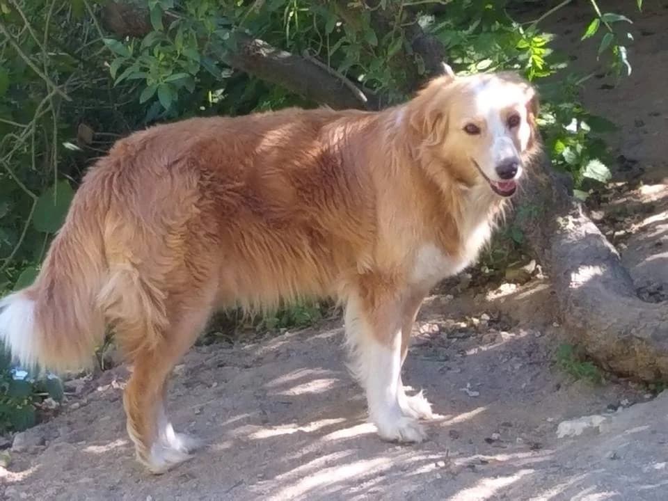 Gabriela, female senior Golden Retriever for adoption at Abrigo Associação