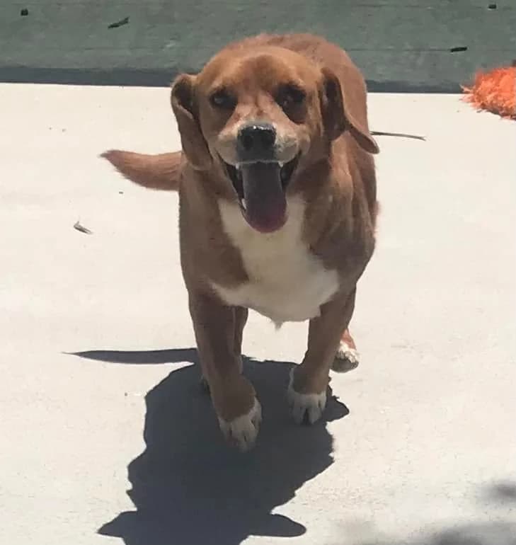 Gaspar,  (Abrigo Associação)