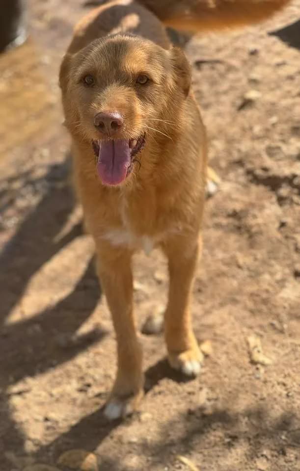 Guto,  (Abrigo Associação)