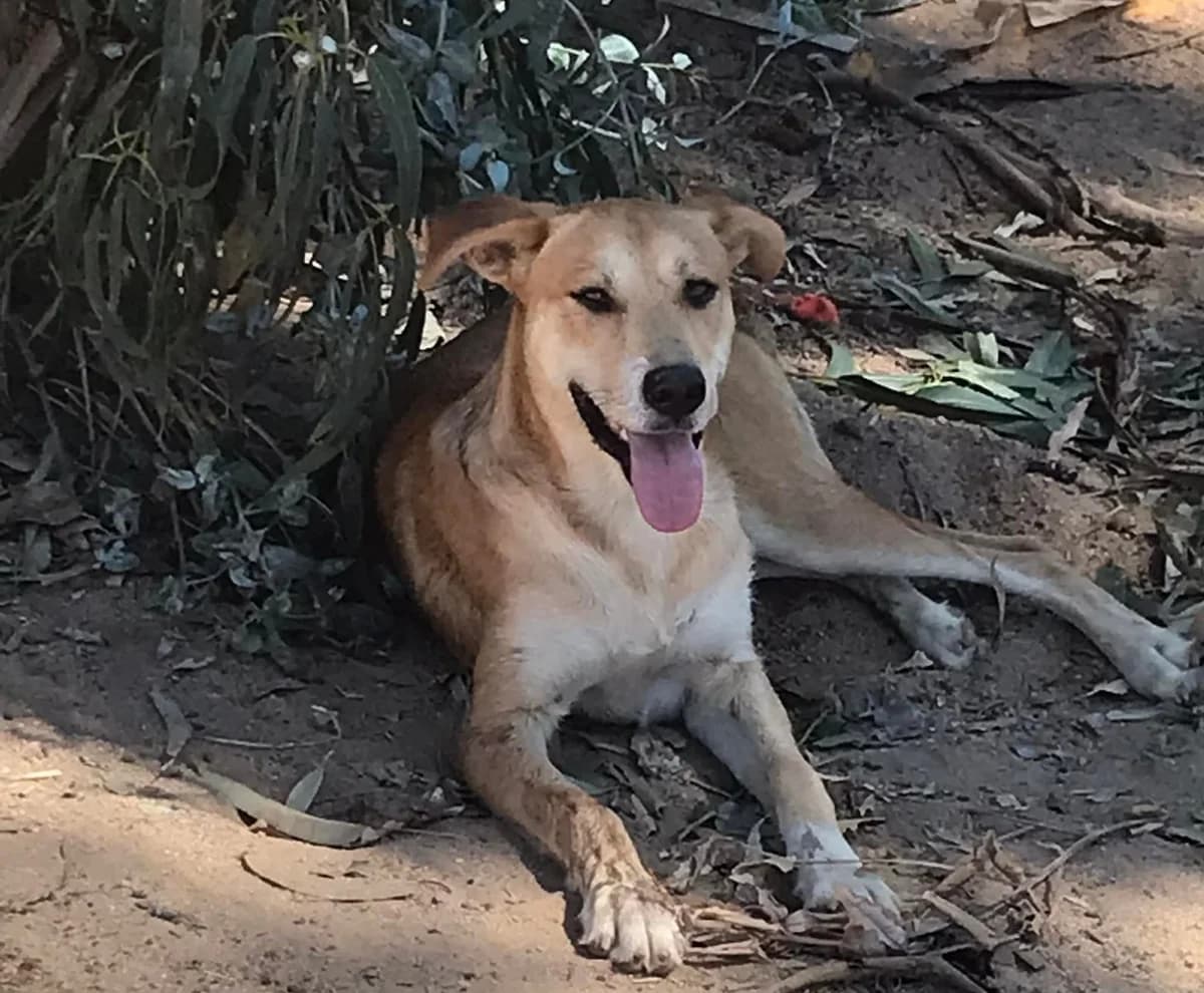 Havi,  (Abrigo Associação)