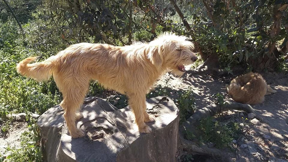 Heidi,  (Abrigo Associação)