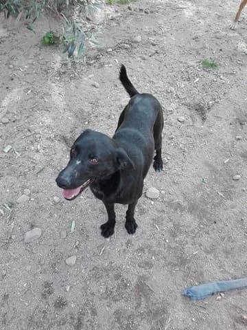 Juca, male senior mixed breed for adoption at Abrigo Associação