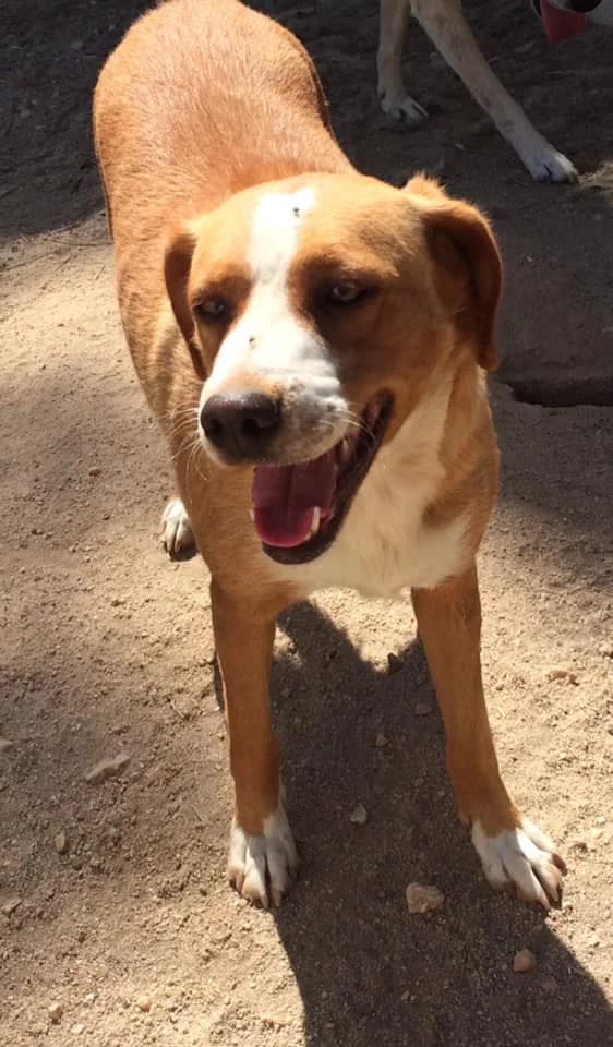 Kensy,  (Abrigo Associação)