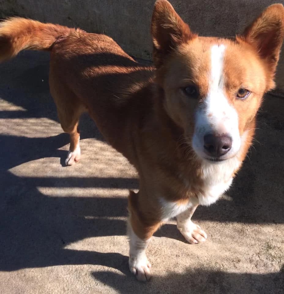 Kiko,  (Abrigo Associação)