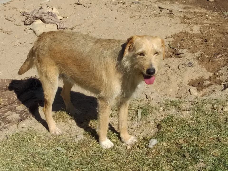 Kimi,  (Abrigo Associação)