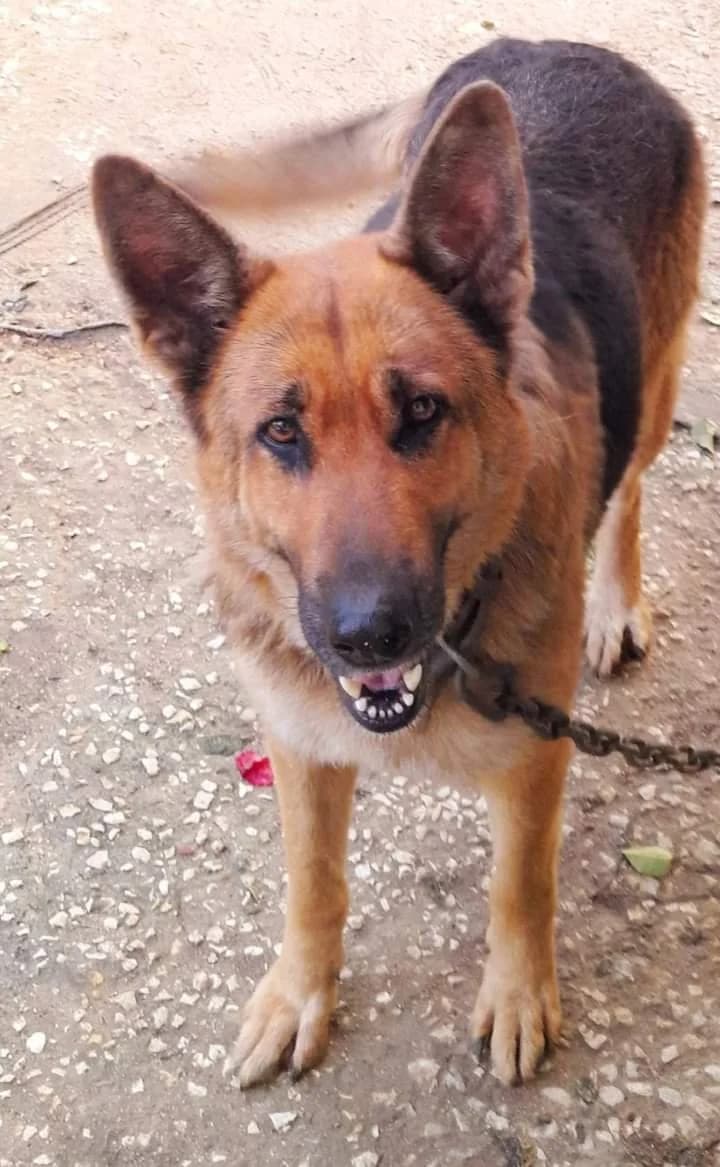 Lassie,  (Abrigo Associação)