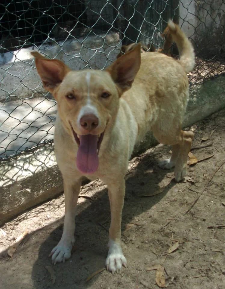 Laurinha, female senior mixed breed for adoption at Abrigo Associação