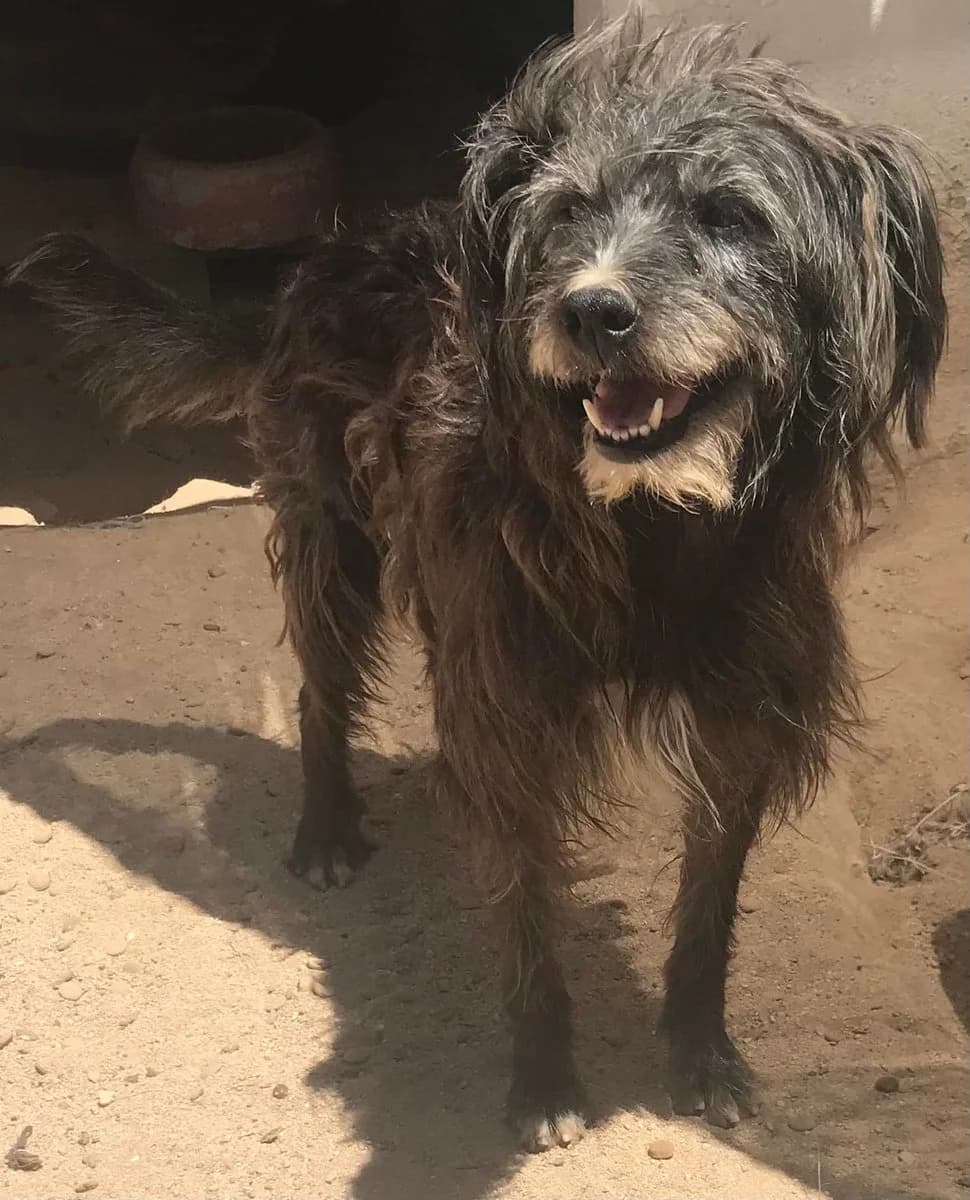 Lila,  (Abrigo Associação)