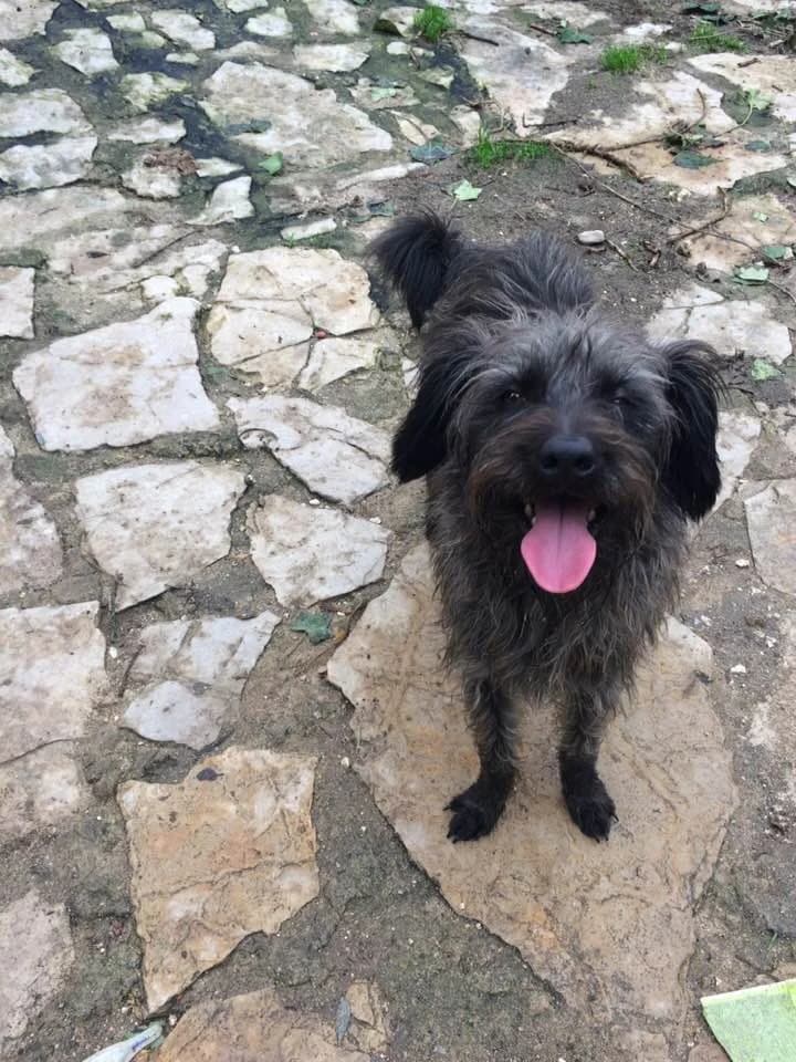 Lilo,  (Abrigo Associação)
