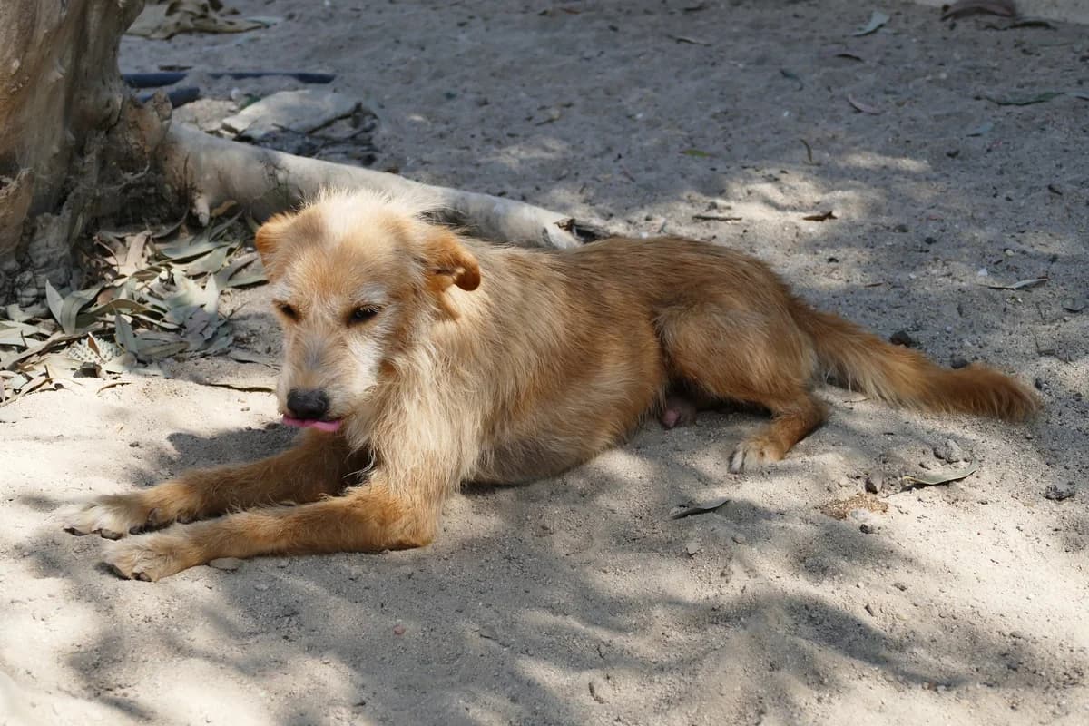Lima, male senior mixed breed for adoption at Abrigo Associação