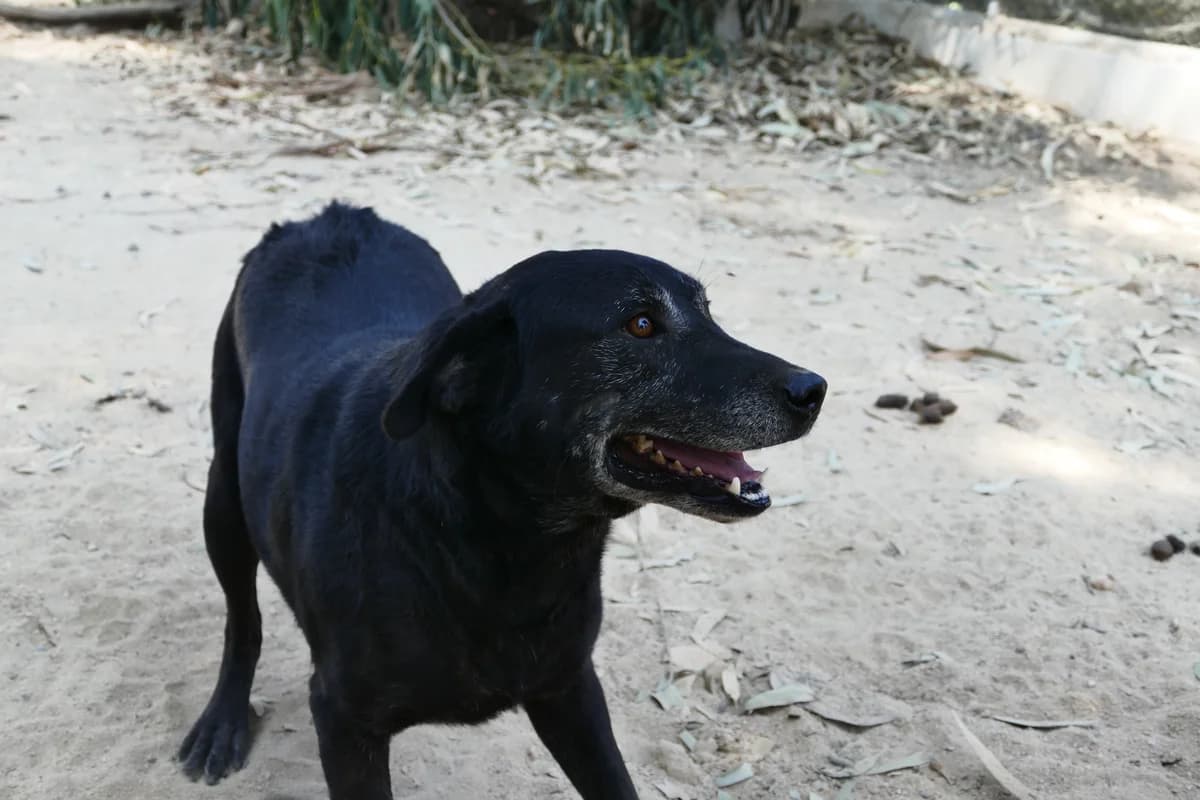 Lord, male senior Labrador Retriever for adoption at Abrigo Associação