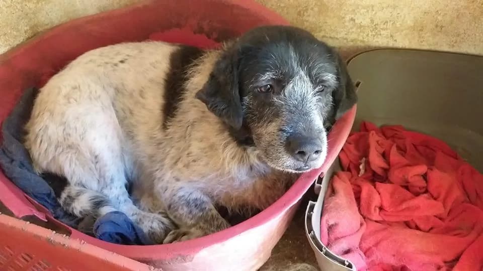 Lua, female senior Pointer for adoption at Abrigo Associação