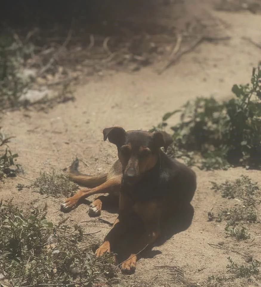 Lucy,  (Abrigo Associação)