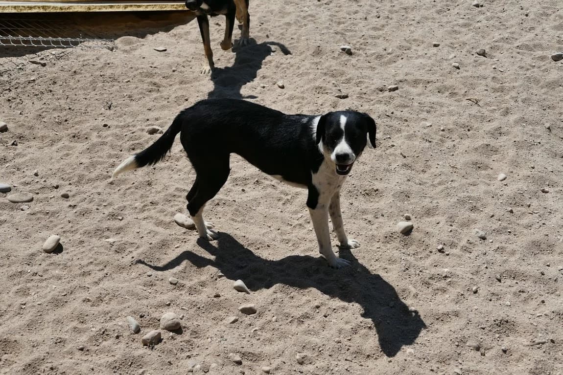 Magali,  (Abrigo Associação)