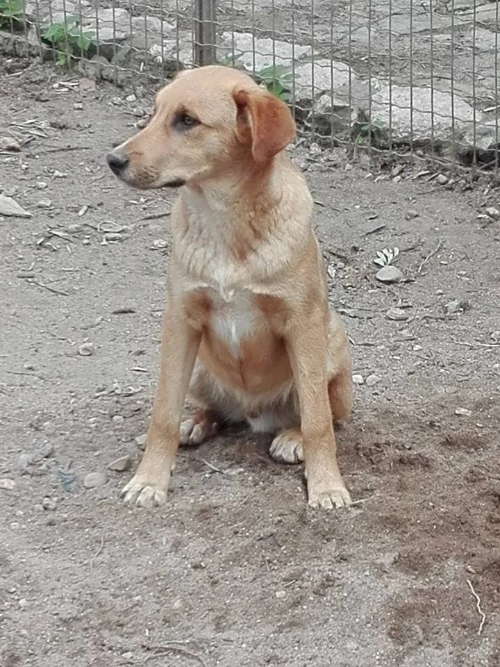 Magnus,  (Abrigo Associação)