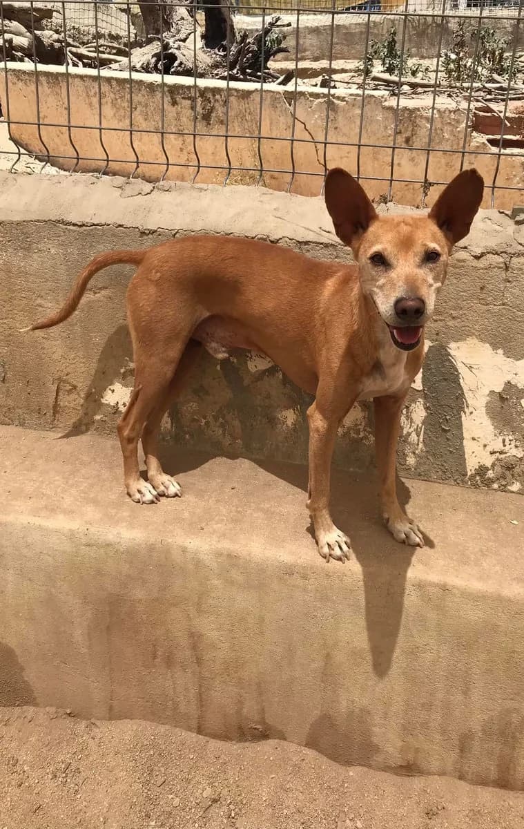 Messi,  (Abrigo Associação)