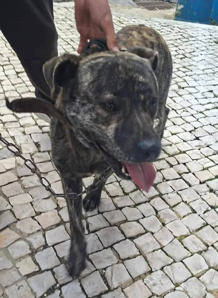 Miguel,  (Abrigo Associação)