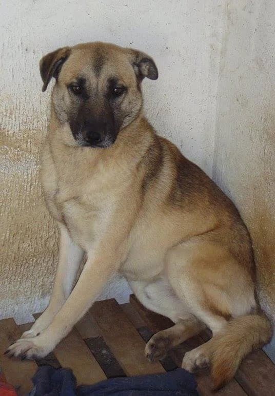 Mikael, male senior mixed breed for adoption at Abrigo Associação