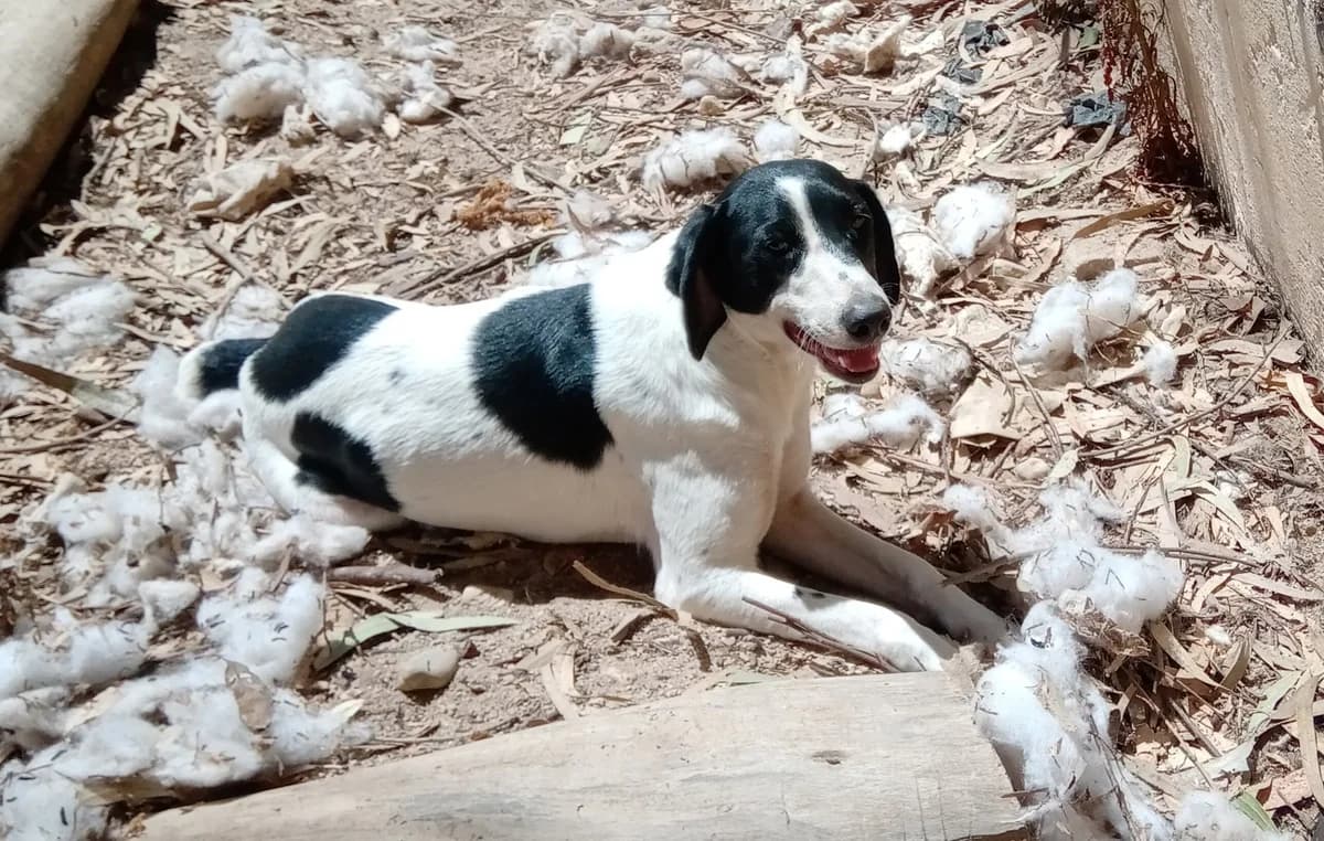 Mikas, male 7yo mixed breed for adoption at Abrigo Associação