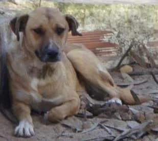 Mila, female senior mixed breed for adoption at Abrigo Associação