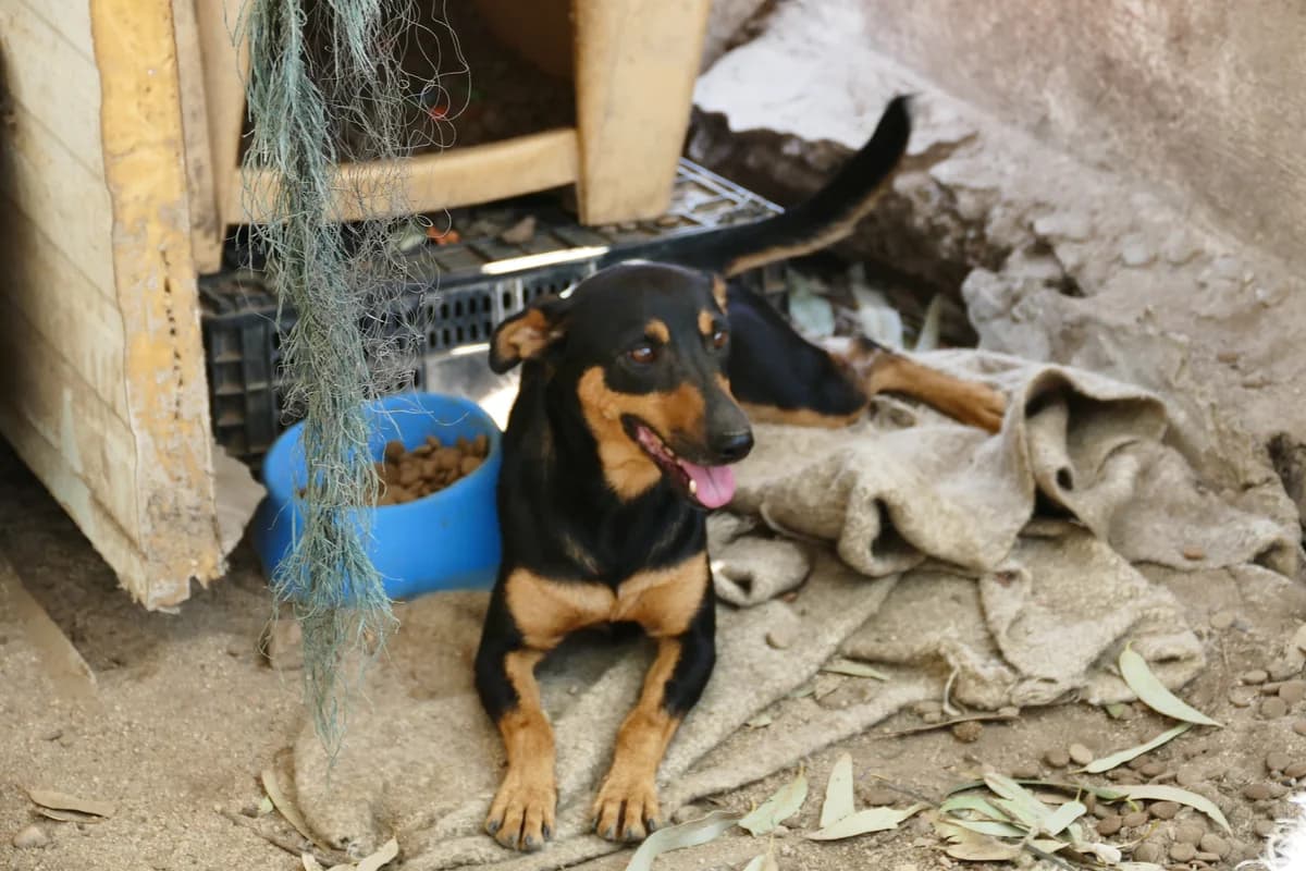 Missy,  (Abrigo Associação)