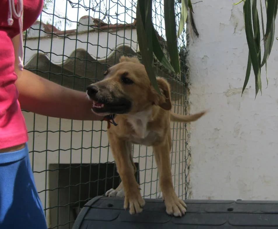 Momita, female senior mixed breed for adoption at Abrigo Associação