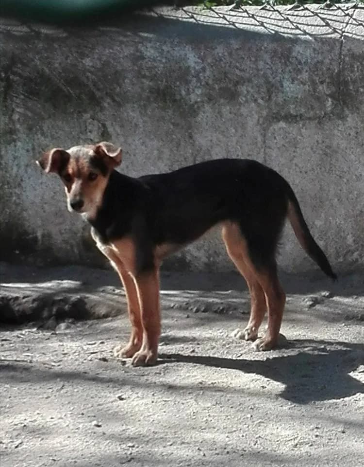 Nela,  (Abrigo Associação)