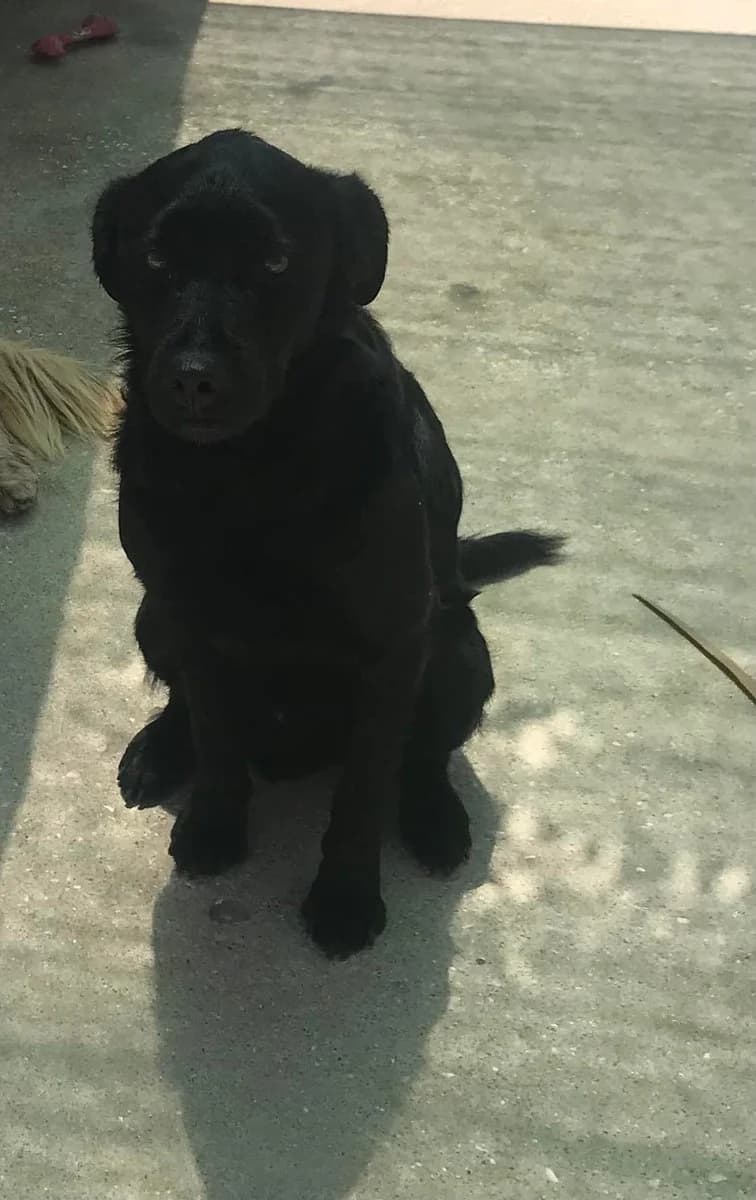 Nuno,  (Abrigo Associação)