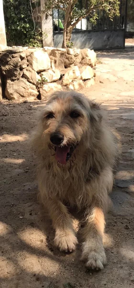 Obelix, male senior mixed breed for adoption at Abrigo Associação