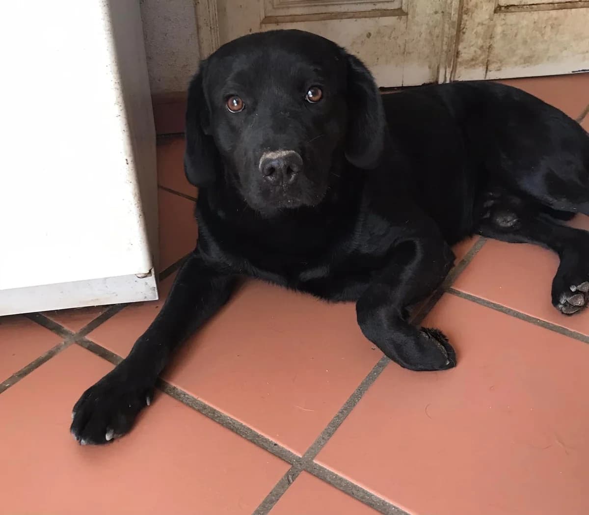 Oddie,  (Abrigo Associação)