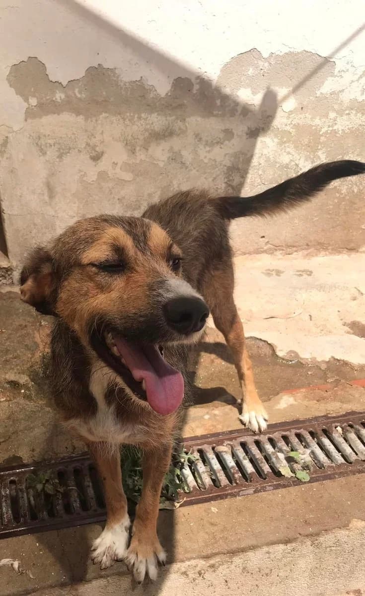 Oski,  (Abrigo Associação)