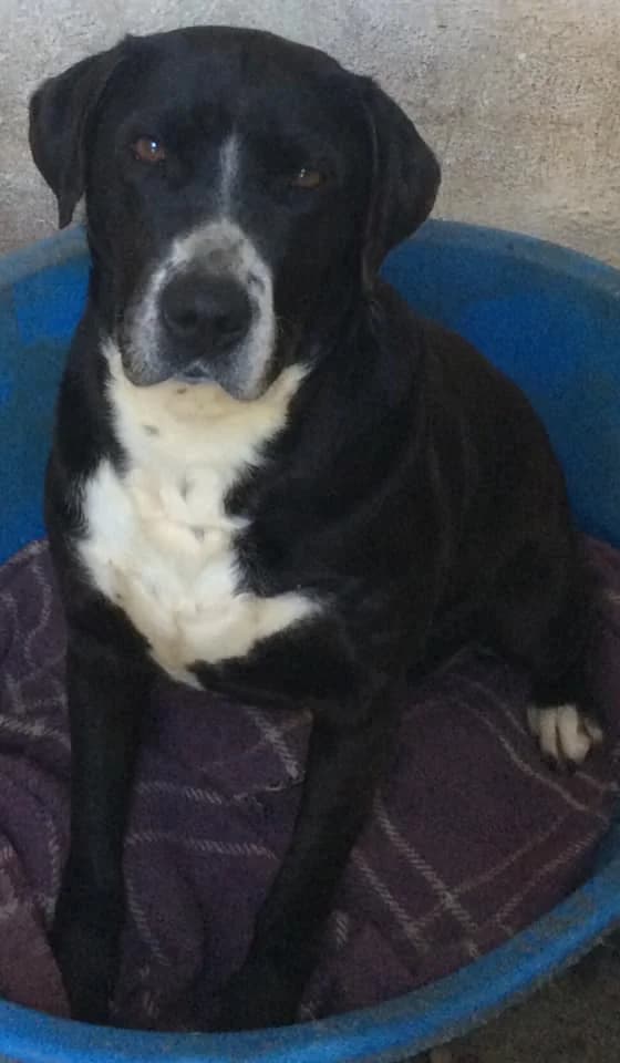 Paco,  (Abrigo Associação)