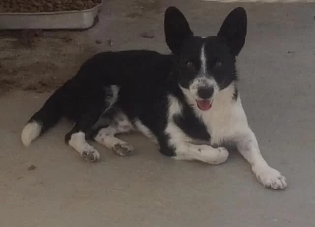 Pancho,  (Abrigo Associação)