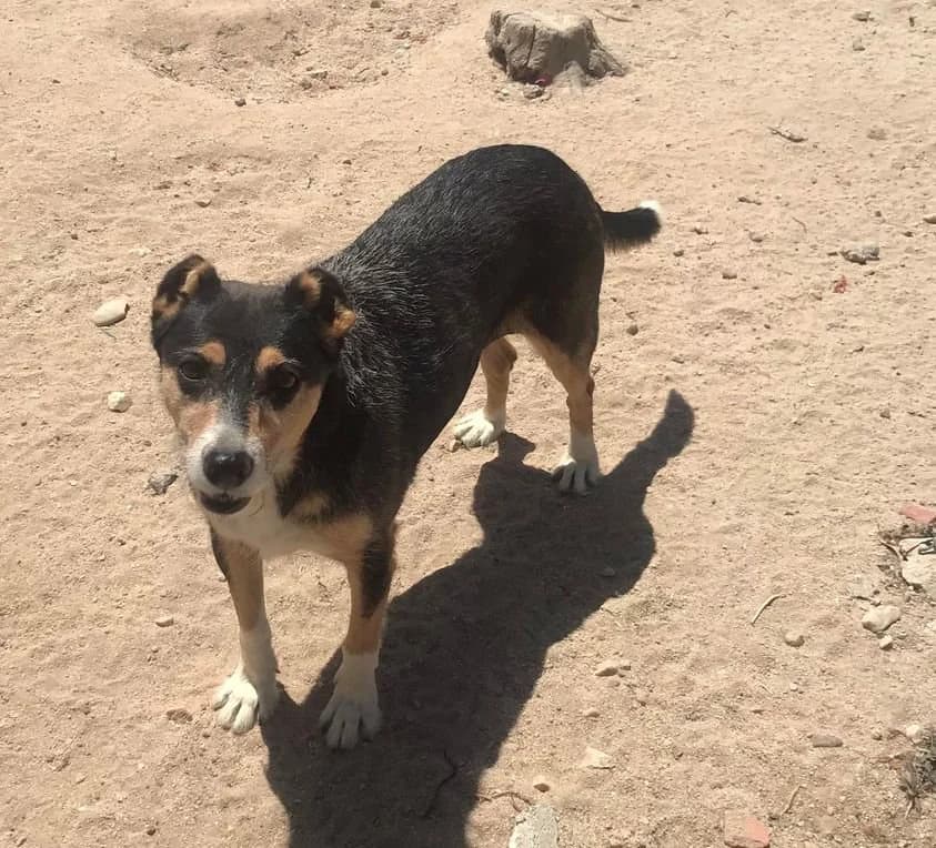 Patty,  (Abrigo Associação)