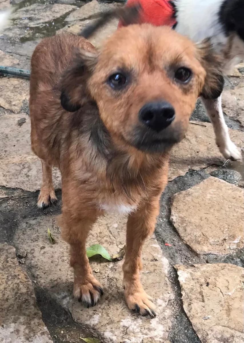 Pinguito,  (Abrigo Associação)