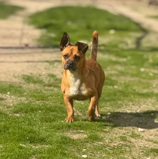 Pinóquio, male 7yo mixed breed for adoption at Abrigo Associação