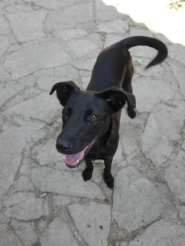 Popy,  (Abrigo Associação)