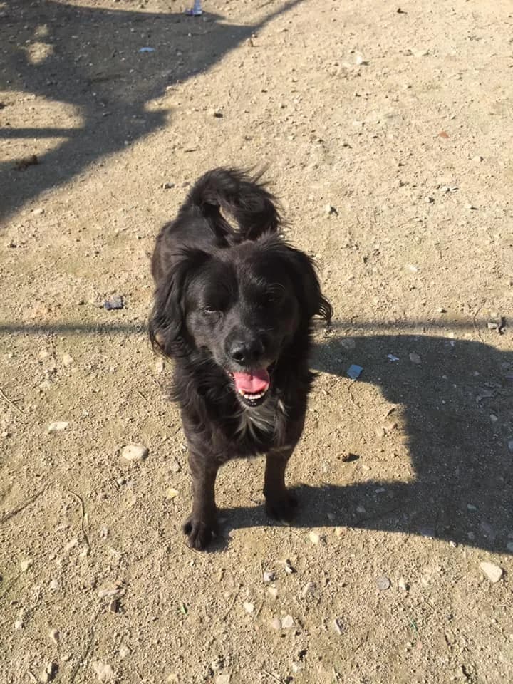 Roger,  (Abrigo Associação)