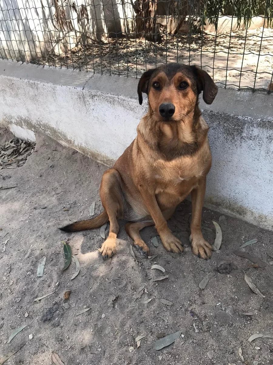 Rosita,  (Abrigo Associação)