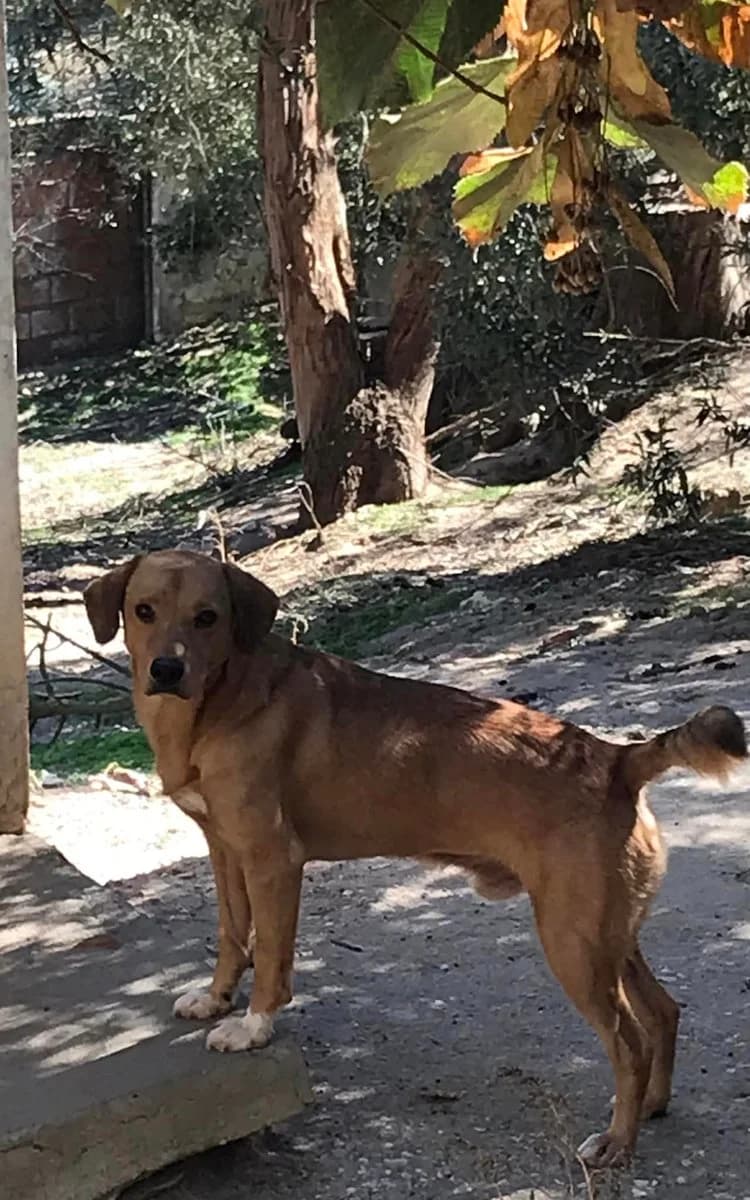 Ruivinho,  (Abrigo Associação)