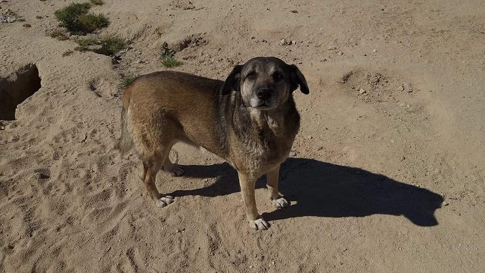 Sasha, female senior mixed breed for adoption at Abrigo Associação