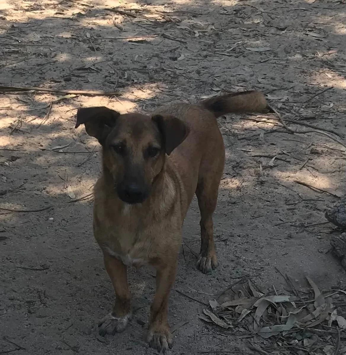 Simba,  (Abrigo Associação)