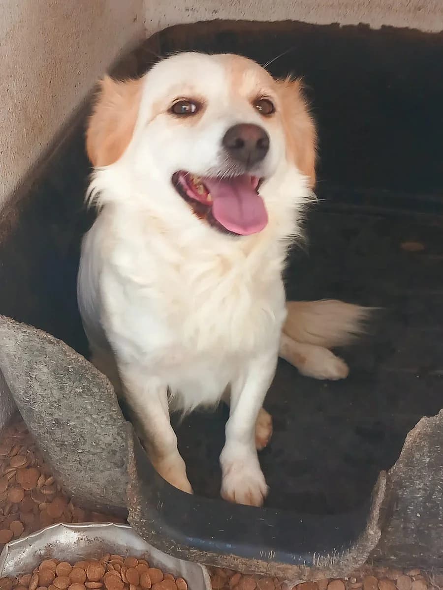 Simba 3,  (Abrigo Associação)
